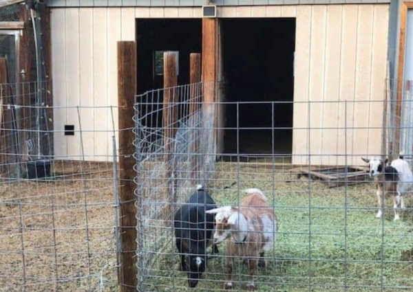 Desain Kandang Kambing Tempat Makan Di Luar